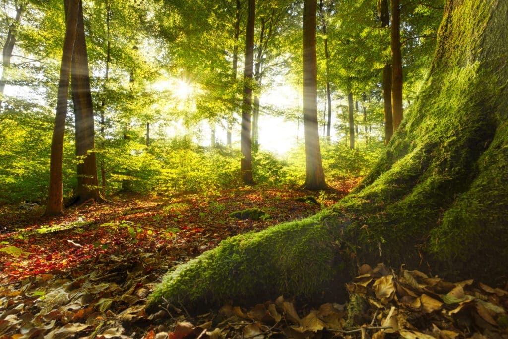 Sunrays shining into a beech forest, mossy root in foreground