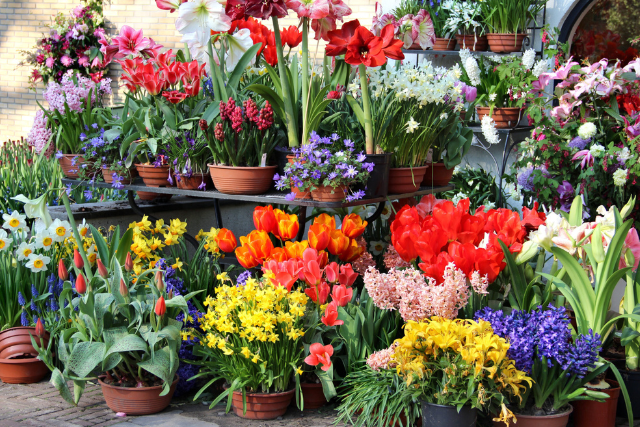 potted plants