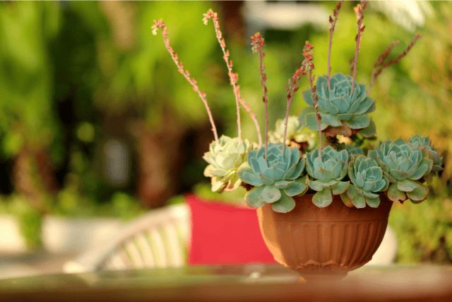 Succulent on table