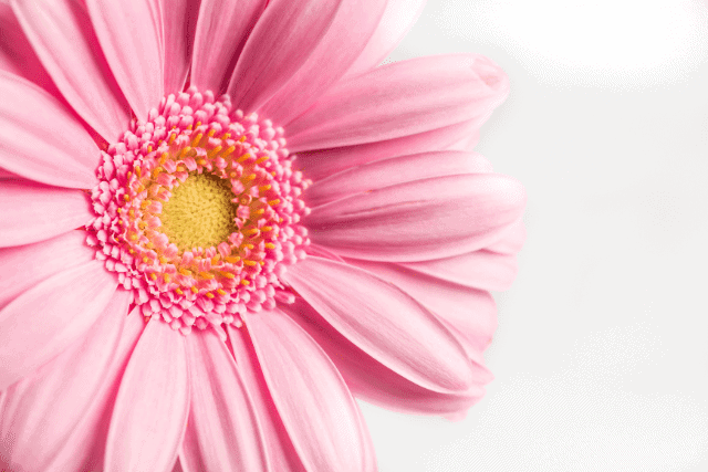 close up of pink flower