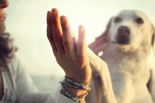 Dog high fives owner