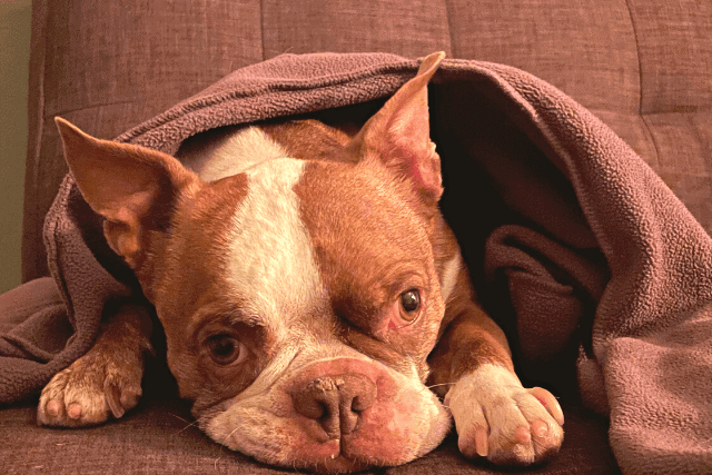 Brown Boston Terrier in blanket