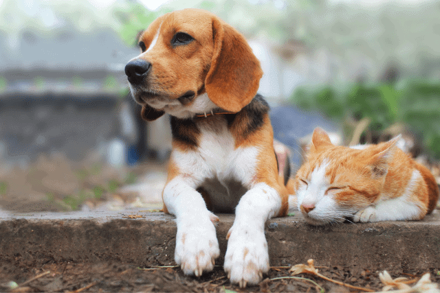 dog and cat relaxing