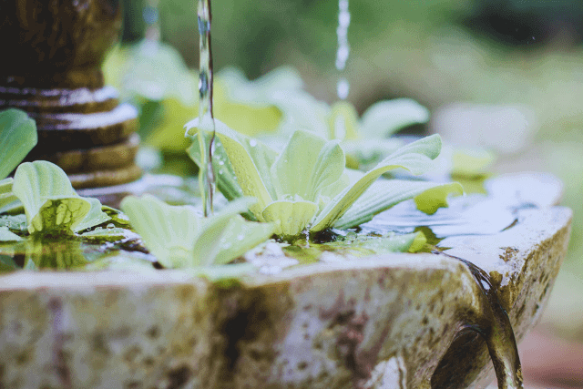 green plants in a water fountain