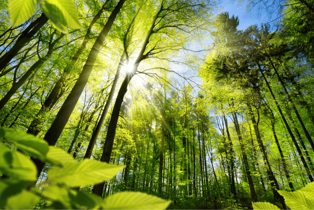 Forest at sunrise