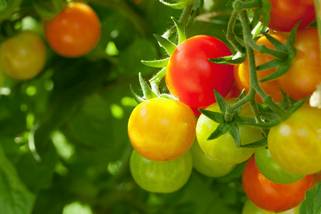 cherry tomatoes on the vine