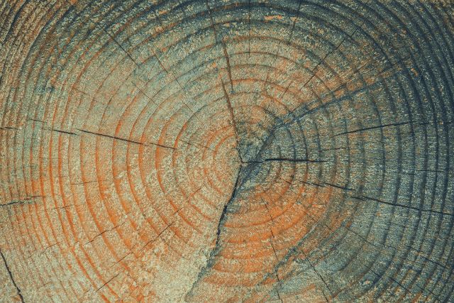 Close-up of a tree cross-section showing growth rings and a crack.