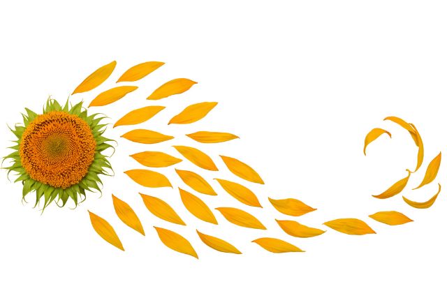 Sunflower with yellow petals arranged in a swirling pattern.